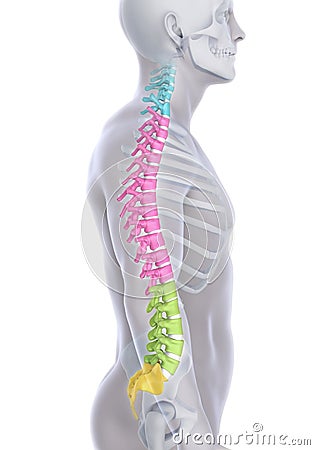 Human Male Spine Anatomy Stock Photo