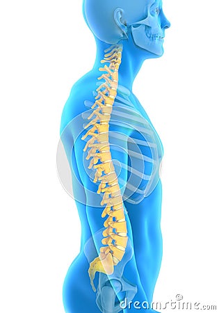 Human Male Spine Anatomy Stock Photo