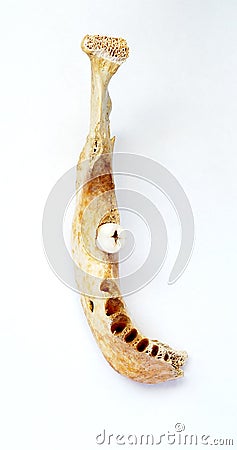 Human Mandible Stock Photo