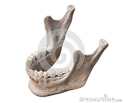 Human mandible or jaw bone with teeth in three-quarter superior profile view anatomically accurate isolated on white background 3D Cartoon Illustration