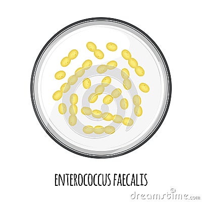 The human microbiome of enterococcus faecalis in a petri dish. Vector image. Bifidobacteria, lactobacilli. Lactic acid Vector Illustration