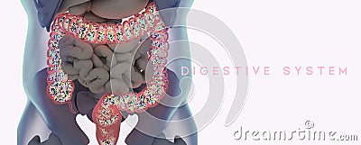 Human microbiome large intestine filled with bacteria. Title: `Digestive System` Cartoon Illustration