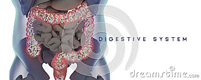 Human microbiome large intestine filled with bacteria. Title: `Digestive System` Cartoon Illustration