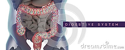 Human microbiome large intestine filled with bacteria. Title: `Digestive System` Cartoon Illustration