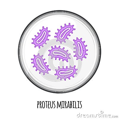 The human microbiome of proteus mirabilis in a petri dish. Vector image. Bifidobacteria, lactobacilli. Lactic acid Vector Illustration