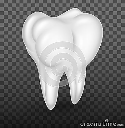 Human molar teeth realistic Vector Illustration