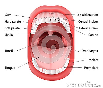 Human Mouth anatomy Vector Illustration