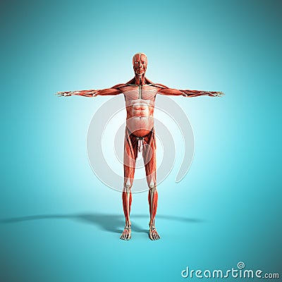 Human Muscle Anatomy 3d render on blue front Stock Photo