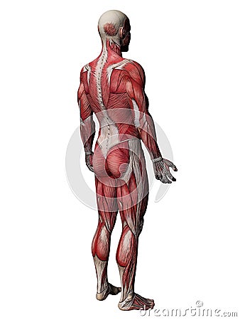 Human Muscle Xray Torso Stock Photo