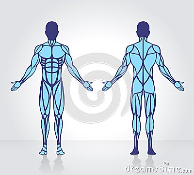 Human muscles anatomy model vector Vector Illustration