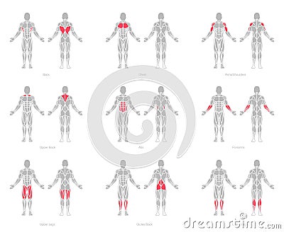 Human muscles anatomy model vector Vector Illustration