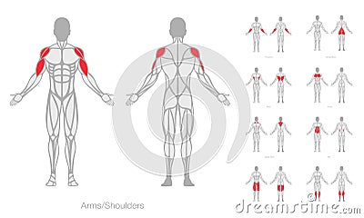 Human muscles anatomy model vector Vector Illustration