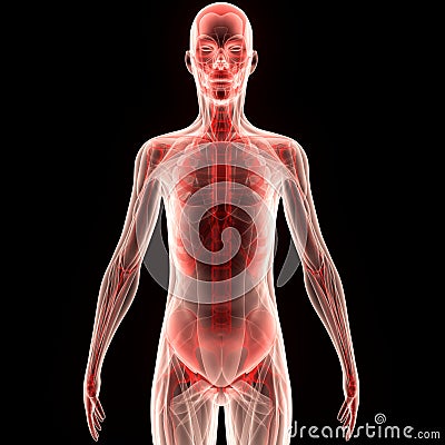 Human Muscles Body Stock Photo