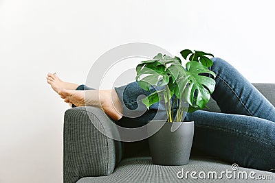 Human and nature, Houseplants growing in living room for indoor air purification and home decorative Stock Photo