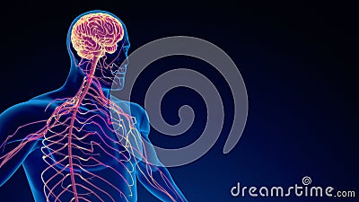 Human nervous system medical background Stock Photo