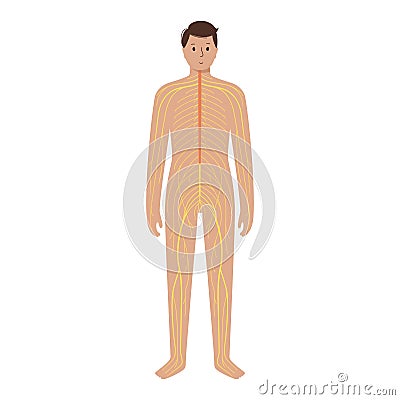 Human nervous system Vector Illustration