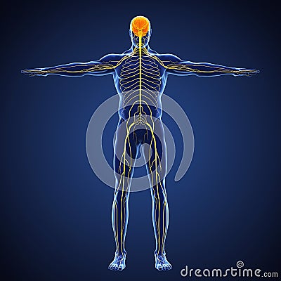 Human Nervous System Illustration Stock Photo