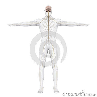 Human Nervous System Illustration Stock Photo