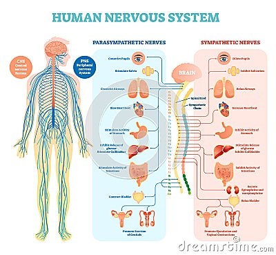 Human nervous system medical vector illustration diagram with parasympathetic and sympathetic nerves and connected inner organs. Vector Illustration
