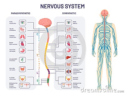 Human nervous system. Sympathetic and parasympathetic nerves anatomy and functions. Spinal cord controls body internal Vector Illustration