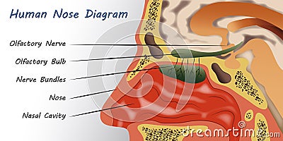 Human Nose Diagram Vector Illustration