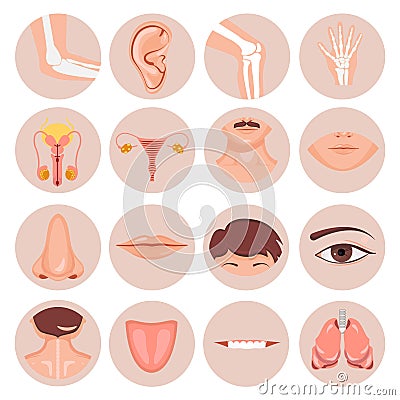 Human nose, ear, mouth hair and eye neck back tongue tooth thoart clavicle lips beards knee elbow wrist damage Male Vector Illustration