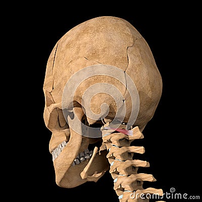 Human obliquus capitis inferior muscles on skeleton Cartoon Illustration