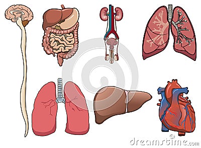 Human organ in Vector Illustration