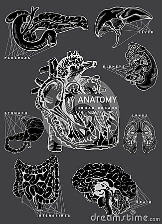 Human organ anatomy set. Vector Illustration