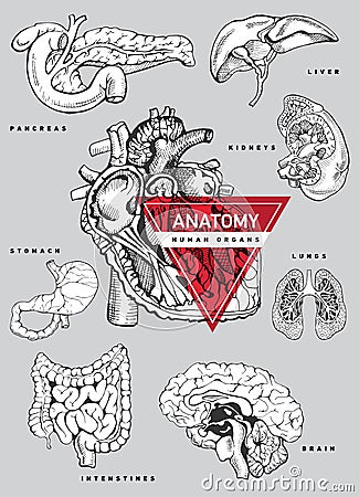 Human organ anatomy set. Vector Illustration