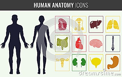 Human organ anatomy set. Vector Vector Illustration