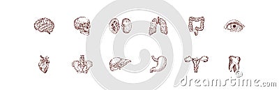 Human organ set vintage illustration. Hand drawn anatomy sketch of skull, heart, brain, lungs, eye and other internal organs. Cartoon Illustration