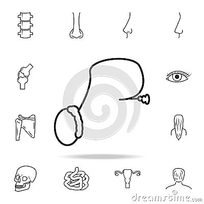 Human organ symbol prostate gland. Detailed set of human body part icons. Premium quality graphic design. One of the collection ic Stock Photo