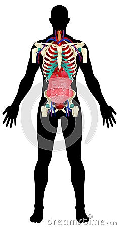 Human Organs Vector Illustration