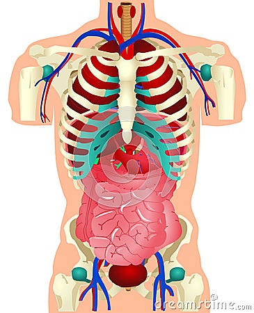 Human Organs Vector Illustration