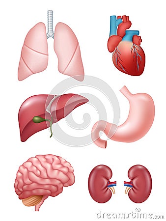 Human organs. Anatomical medical illustrations stomach heart kidney brain vector illustrations Vector Illustration