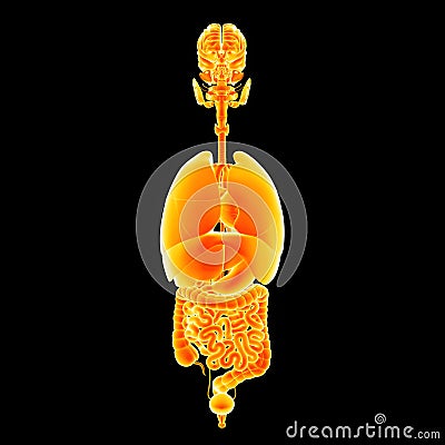 Human Organs Anterior View Stock Photo Biology Diagrams