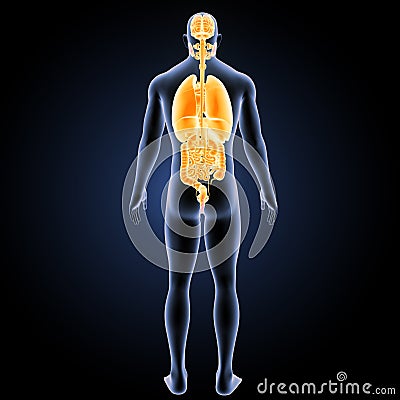 Human Organs With Body Posterior View Royalty Biology Diagrams