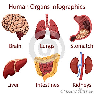 Human organs cartoon Infographics illustration vector Vector Illustration