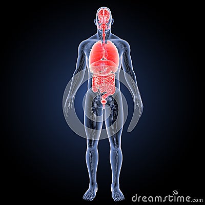 Human organs with circulatory system anterior view Stock Photo