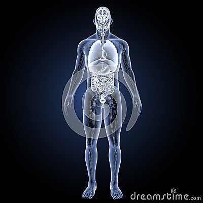 Human organs with circulatory system anterior view Stock Photo