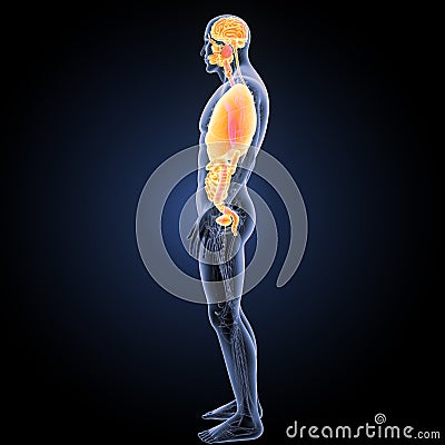 Human organs with circulatory system lateral view Stock Photo