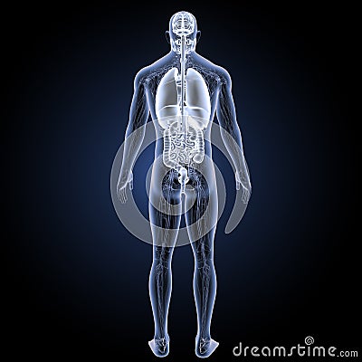 Human organs with circulatory system posterior view Stock Photo