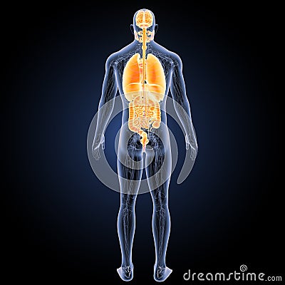 Human organs with circulatory system posterior view Stock Photo