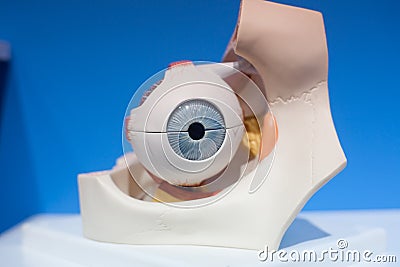 Human organs, eyes model Stock Photo