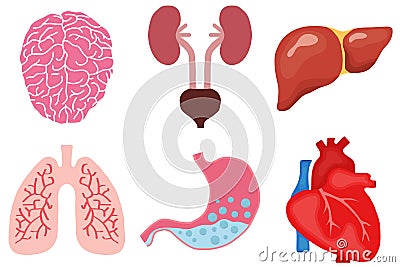 Human organs Cartoon Illustration