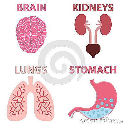 Human organs Cartoon Illustration