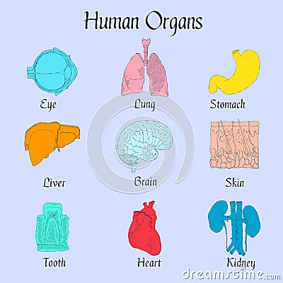Human Organs Flat Icons Vector Illustration
