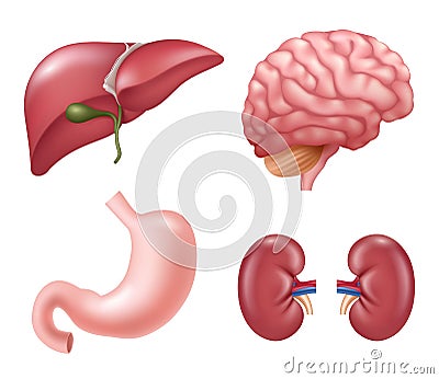 Human organs. Heart kidneys liver eyes brain stomach educational medical vector realistic anatomy pictures Vector Illustration