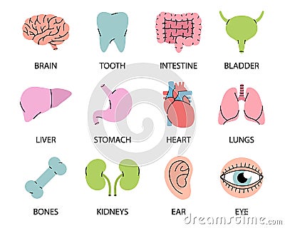 Human organs icons with descriptions. Brain, tooth, ear, intestines, stomach, nose, liver, bladder, heart, bone, hand Vector Illustration